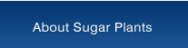 About Sugar Plants