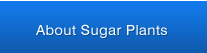 About Sugar Plants